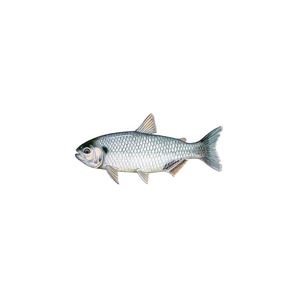 Matrinxã — Brycon amazonicus
