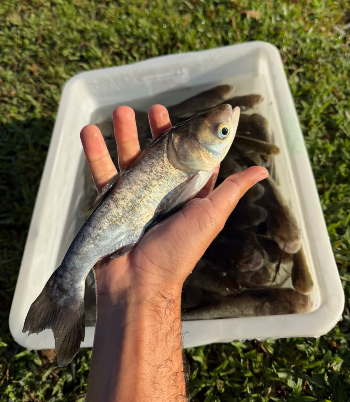 Carpa Cabeçuda