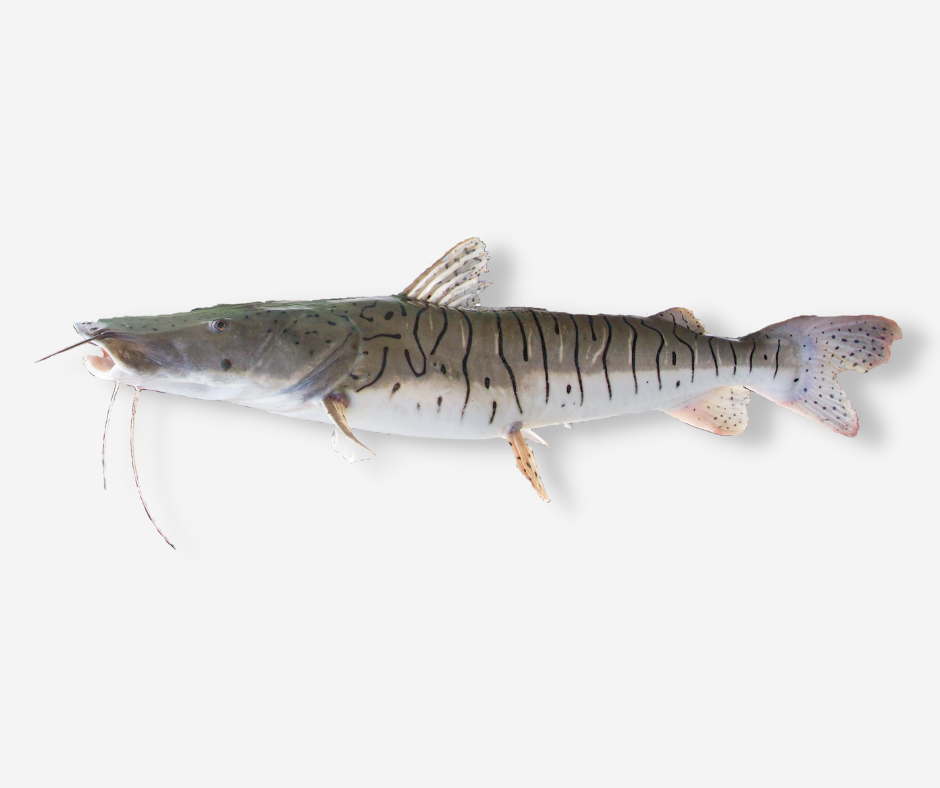 Pintado — Pseudoplatystoma corruscans