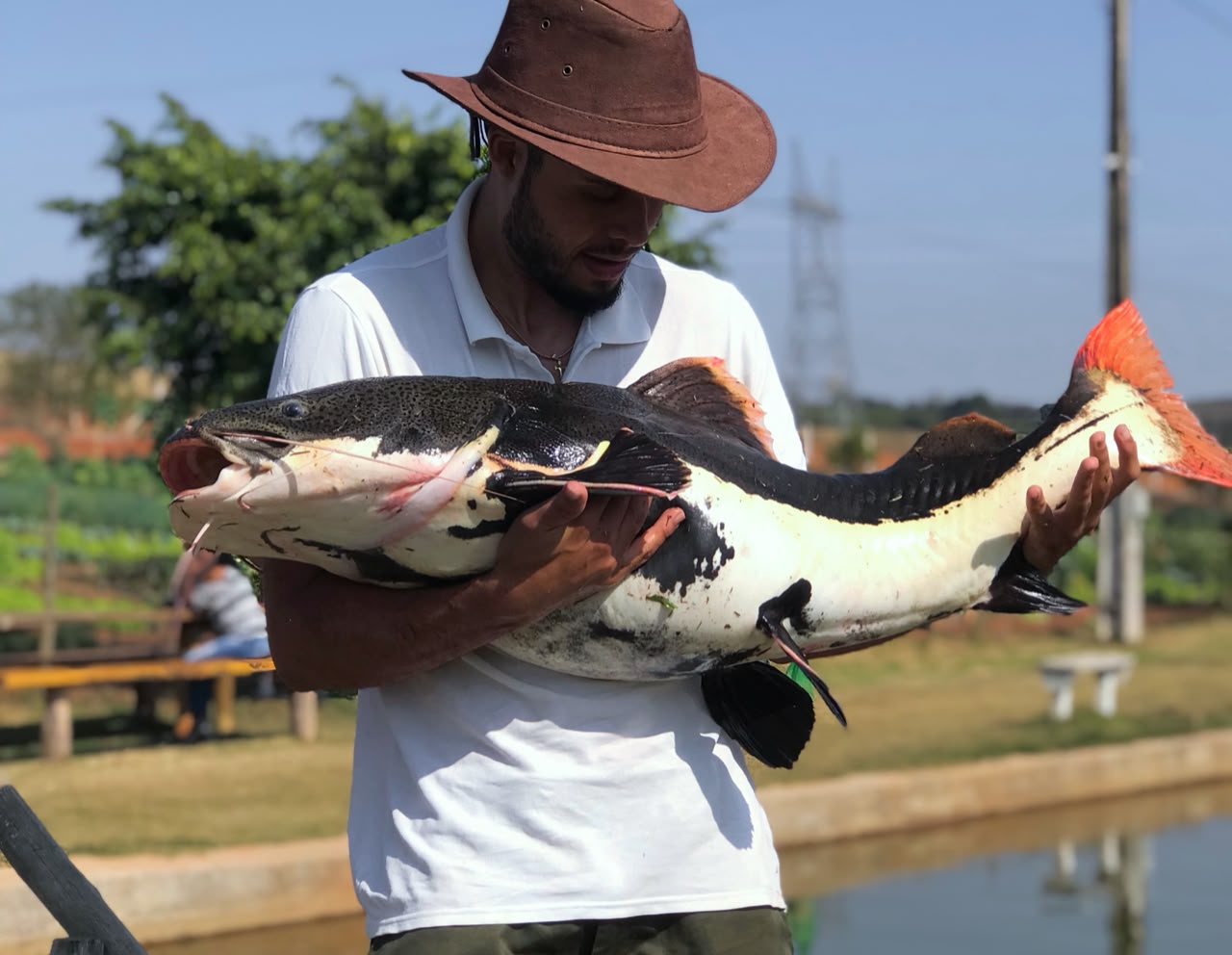 Pirarara Amazônica