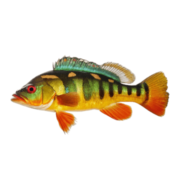 Tucunaré Azul — Cichla piquiti