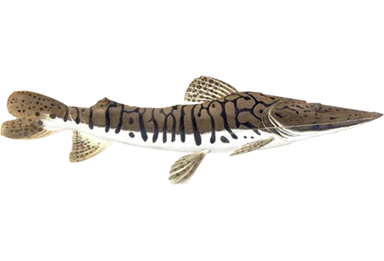 Cachara — Pseudoplatystoma fasciatum