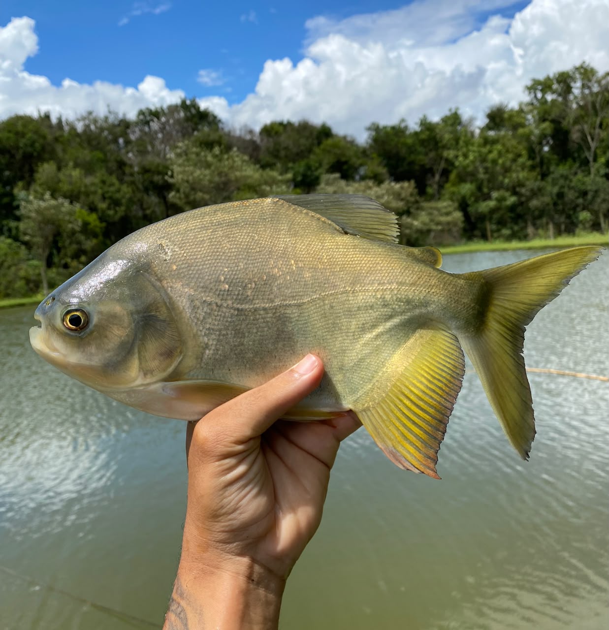 Pacu