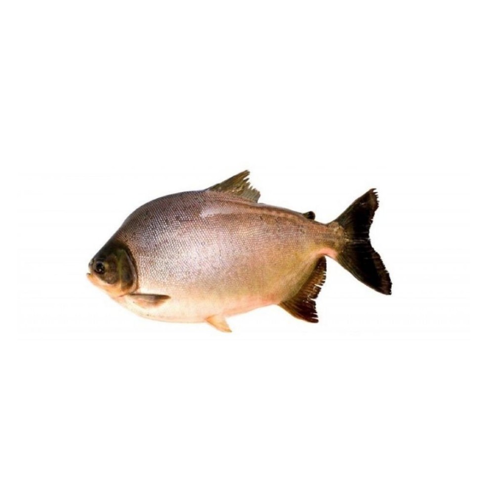Tambaqui — Colossoma macropomum